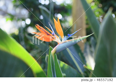 ゴクラクチョウカの花 ゴクラクチョウカの花 46557192