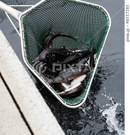 Sturgeon in landing net on fish farm Sturgeon in landing net on fish farm 46557285