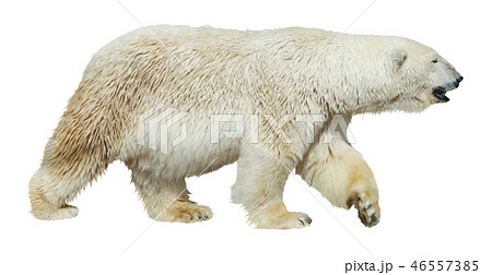 Polar bear on white background 46557385