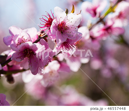 Flowers on peach tree branch Flowers on peach tree branch 46557448