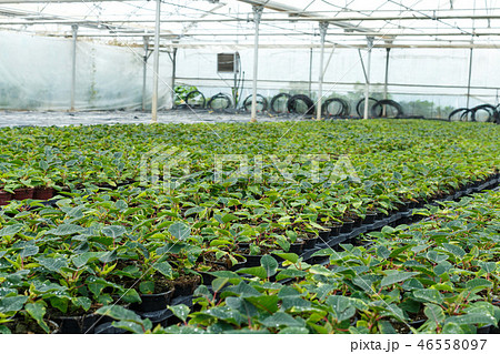 Seedlings of euphorbia pulcherrima growing in pots in sunny greenhouse 46558097