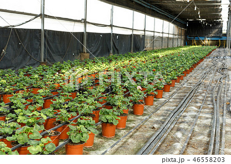 Seedlings of euphorbia pulcherrima and poinsettia pulcherrima growing in pots 46558203