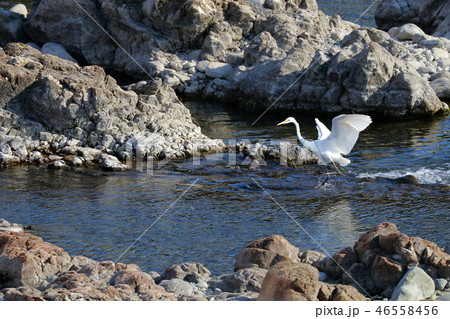 シラサギ 46558456