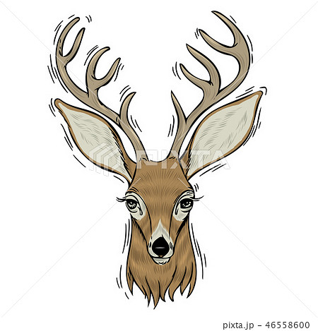 Hand drawn head of deer. 46558600