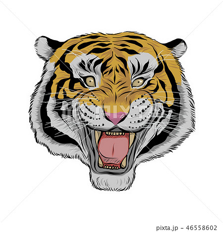 Hand drawn head of tiger 46558602