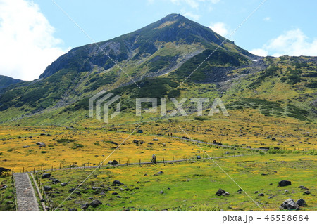 立山室堂　イワイチョウと浄土山 46558684