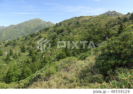 屋久島宮之浦岳　山頂への道　　 46559129