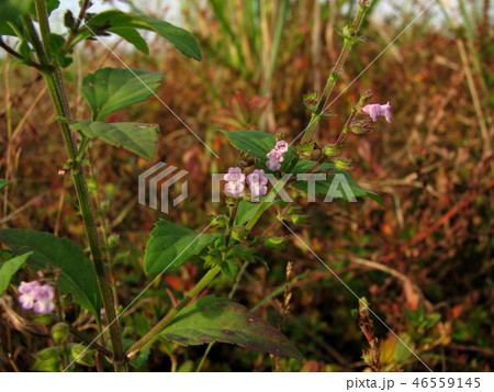 イヌコウジュウ 46559145