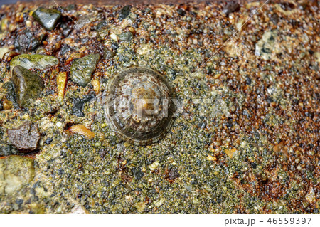 ヨメガカサ 46559397