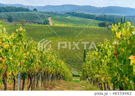 Vineyard in Chianti region in province of Siena. Vineyard in Chianti region in province of Siena. 46559462