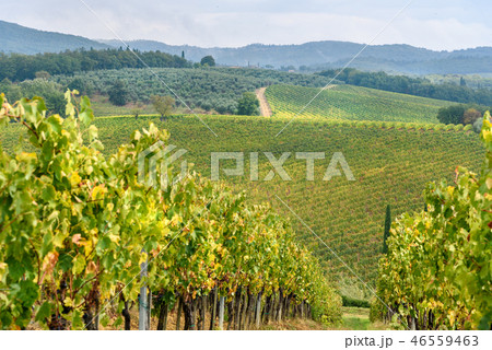 Vineyard in Chianti region in province of Siena 46559463