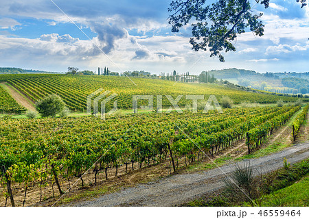 Landscape in Chianti region in province of Siena.  46559464