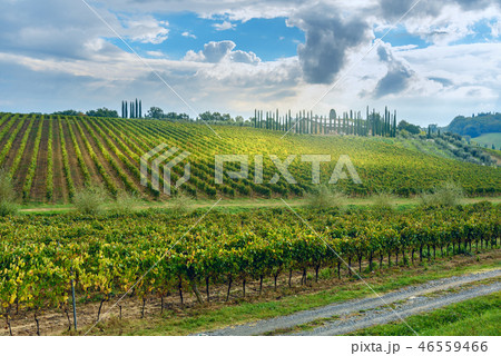 Landscape in Chianti region in province of Siena. 46559466