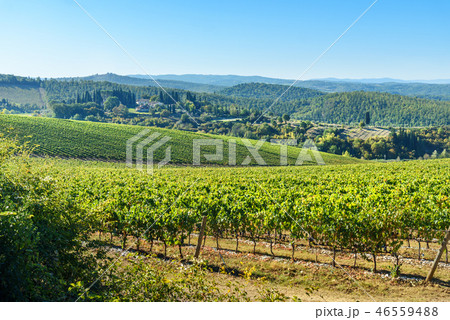 Vineyard in Chianti region. Tuscany. Italy 46559488