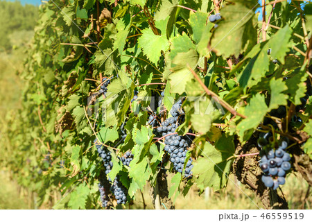 Grape harvest of Vineyard in Chianti region. 46559519