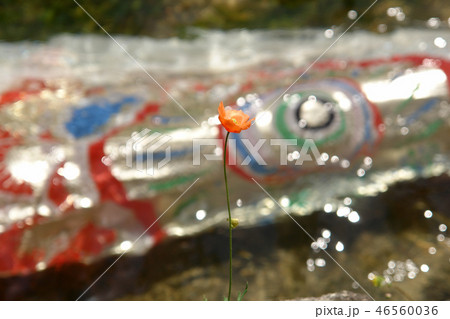 鯉幟が泳ぐ川　瀬戸川 46560036