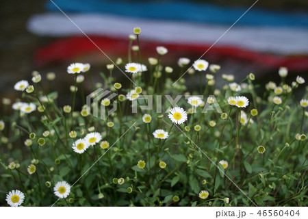 鯉幟が泳ぐ川 瀬戸川 鯉幟が泳ぐ川 瀬戸川 46560404