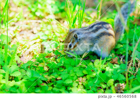 りす物語 46560568