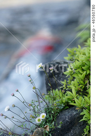 鯉幟が泳ぐ川 瀬戸川 鯉幟が泳ぐ川 瀬戸川 46560780