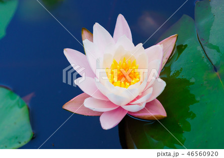 花物語(水連) 花物語(水連) 46560920