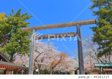 【東京都】桜満開の靖国神社 46561215