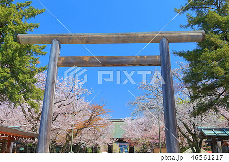 【東京都】桜満開の靖国神社 46561217