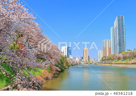 【東京都】飯田橋外堀の満開桜 46561218