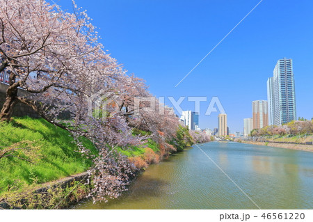 【東京都】飯田橋外堀の満開桜 46561220