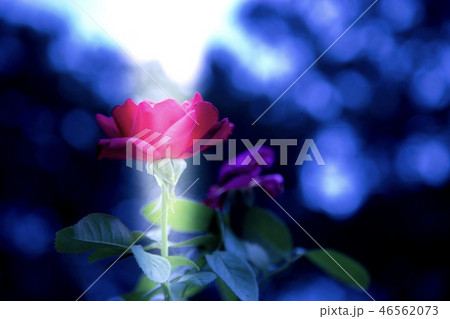 薔薇 薔薇 46562073