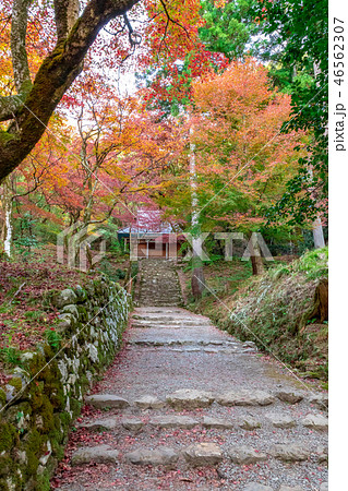 本堂への参道 鶏足寺 本堂への参道 鶏足寺 46562307