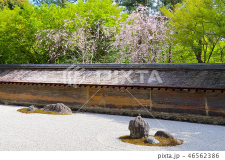 龍安寺の石庭（春） 46562386