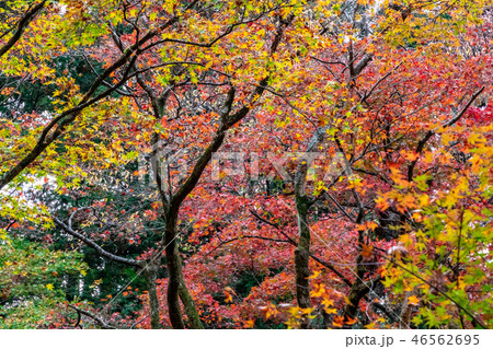 自然の紅葉 鶏足寺 自然の紅葉 鶏足寺 46562695