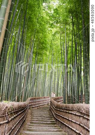 Bamboo forest in Kyoto 46563090
