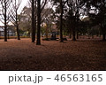 早朝の代々木公園 46563165