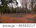 早朝の代々木公園 46563217