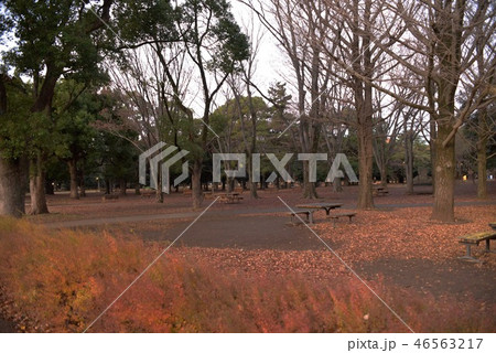早朝の代々木公園 早朝の代々木公園 46563217