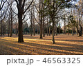 代々木公園　落ち葉と光 46563325