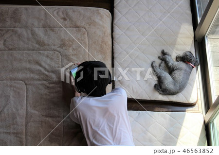 トイプードル　昼寝 46563852