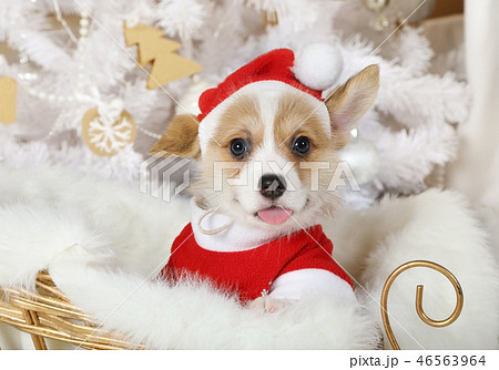 Cute Welsh Corgi Pembroke puppy in a Santa costume 46563964
