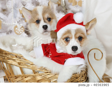 Welsh Corgi Pembroke puppies in a Santa costume 46563965