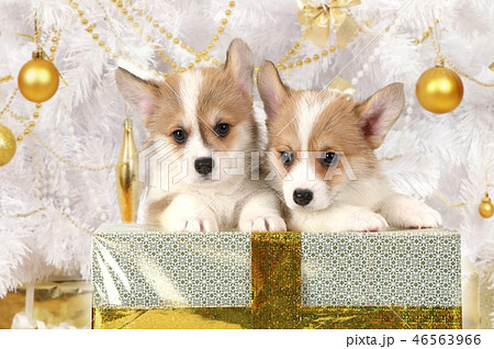 Two puppies Welsh Corgi sitting at a holiday gift 46563966