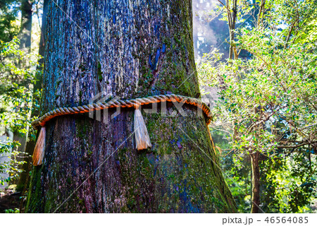 箱根神社 ご神木 箱根神社 ご神木 46564085