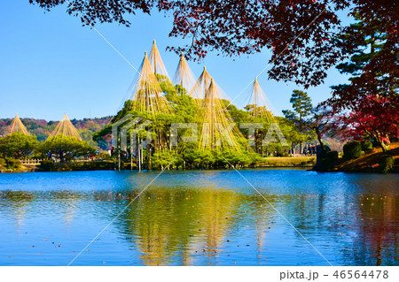 兼六園 秋の霞ヶ池　唐崎松の雪吊り 46564478