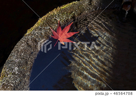 紅葉一葉 46564708