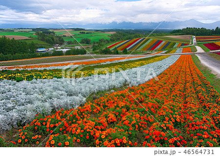 美瑛 四季彩の丘 46564731