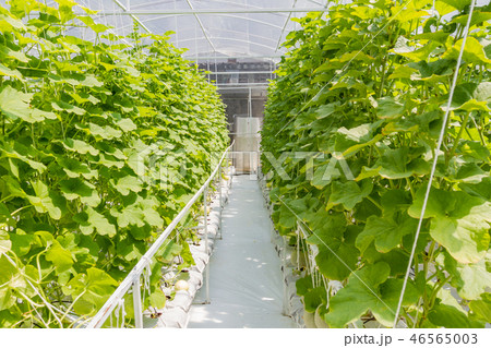 Cantaloupe melons growing in a greenhouse Cantaloupe melons growing in a greenhouse 46565003