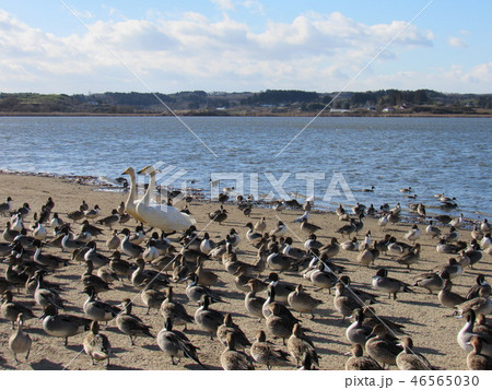 宮城県栗原市　内沼の野鳥たち 46565030