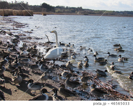 宮城県栗原市　内沼の野鳥たち 46565033