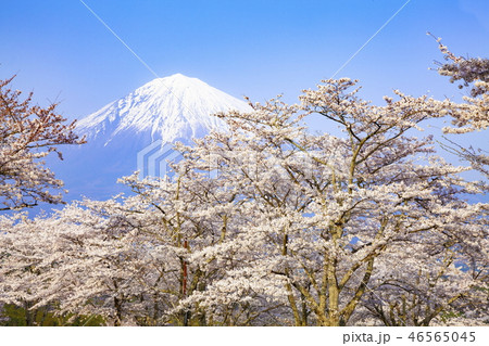 富士山と満開の桜、静岡県富士宮市大石寺にて 46565045