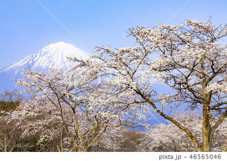 富士山と満開の桜、静岡県富士宮市大石寺にて 46565046
